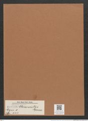 Navicula clementis Grun. (de-Toni-Nr.: Genus 1, Species 133) Zeichnungen Sammlung Grunow Mappe 00118 (Herbarium_W_Grunow_drawings_Folder_00118)